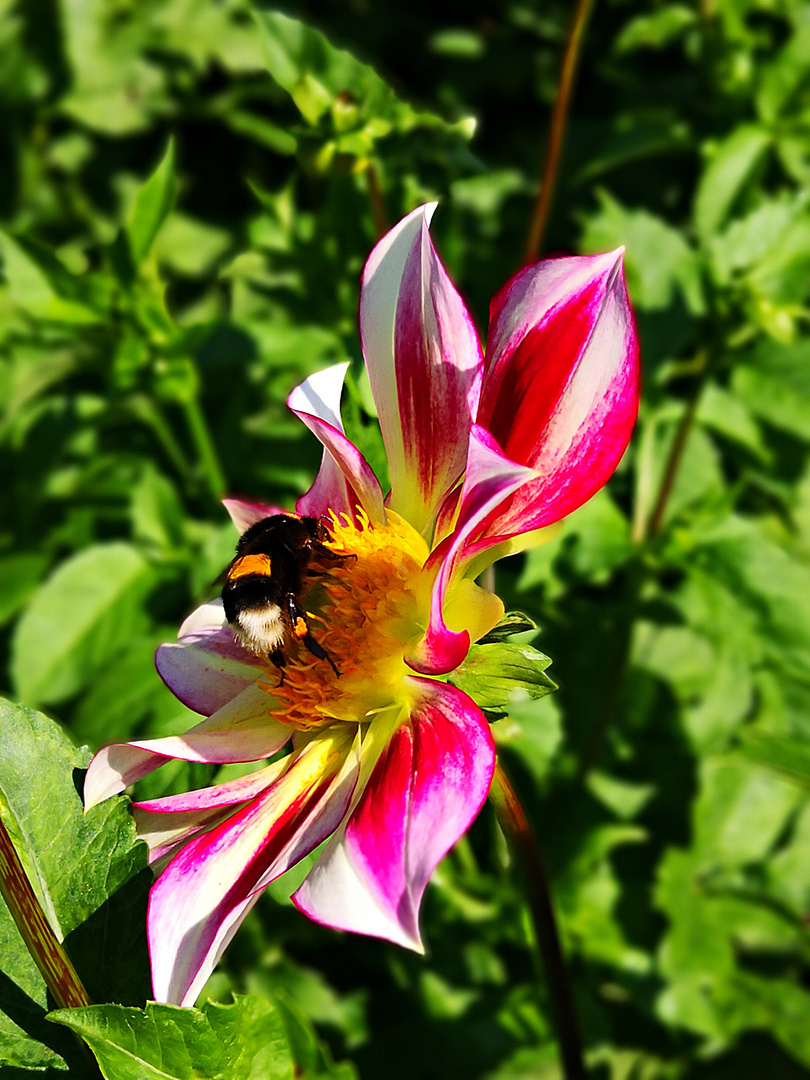 Hummel, die die Welt rettet....