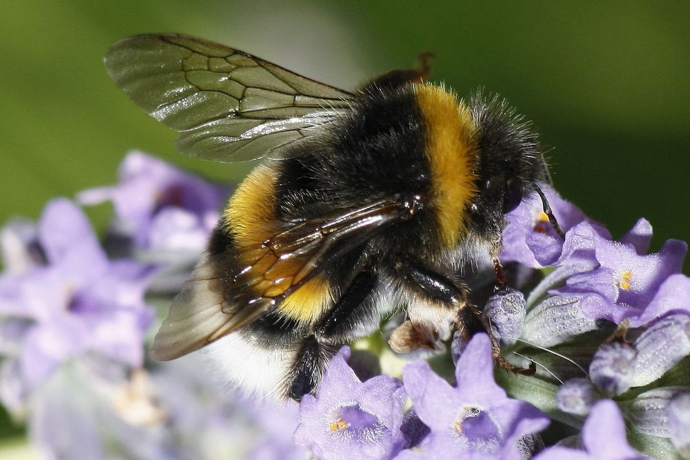 Hummel die Erste