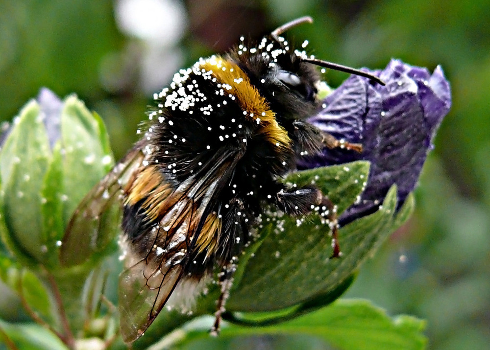 Hummel die zweite