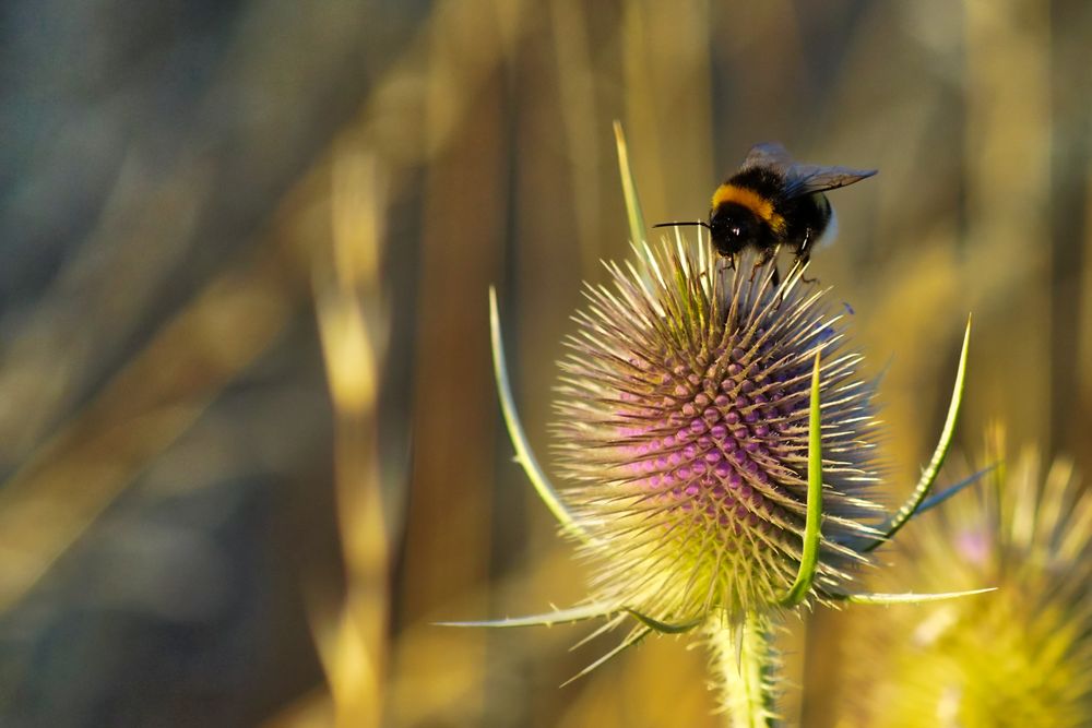 Hummel-Distel