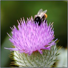 Hummel/ Distelblüte