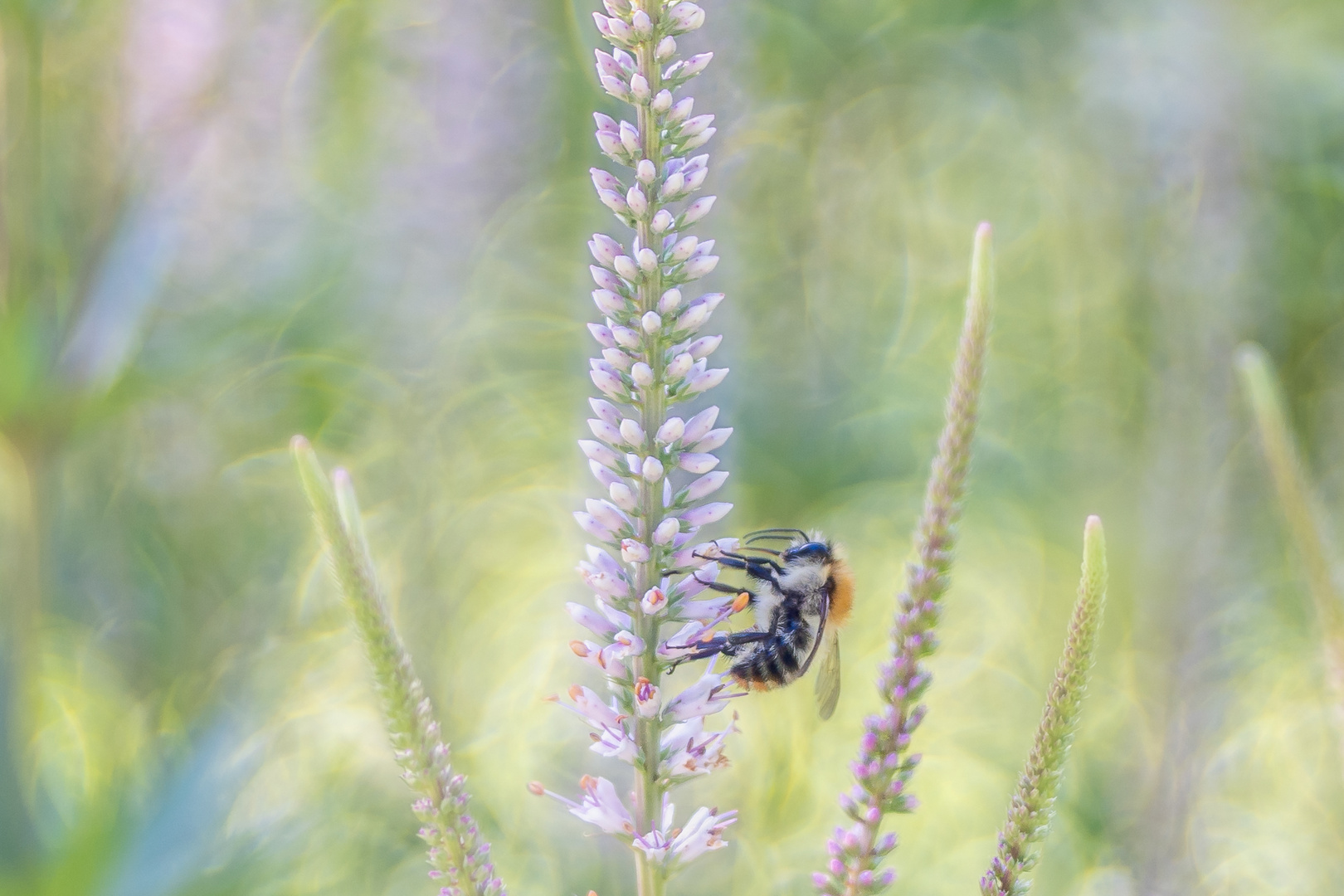 Hummel durch Altglas gesehen