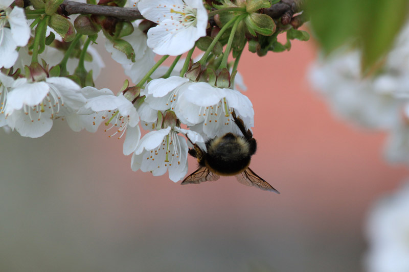 Hummel