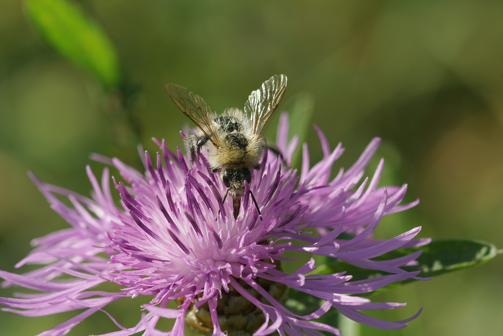 Hummel