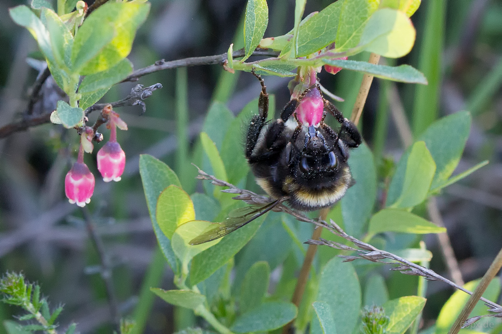 Hummel