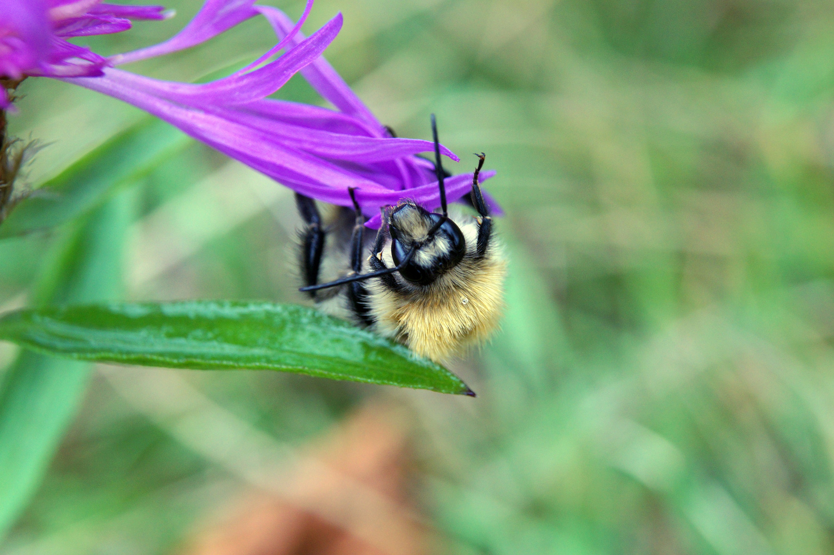 Hummel