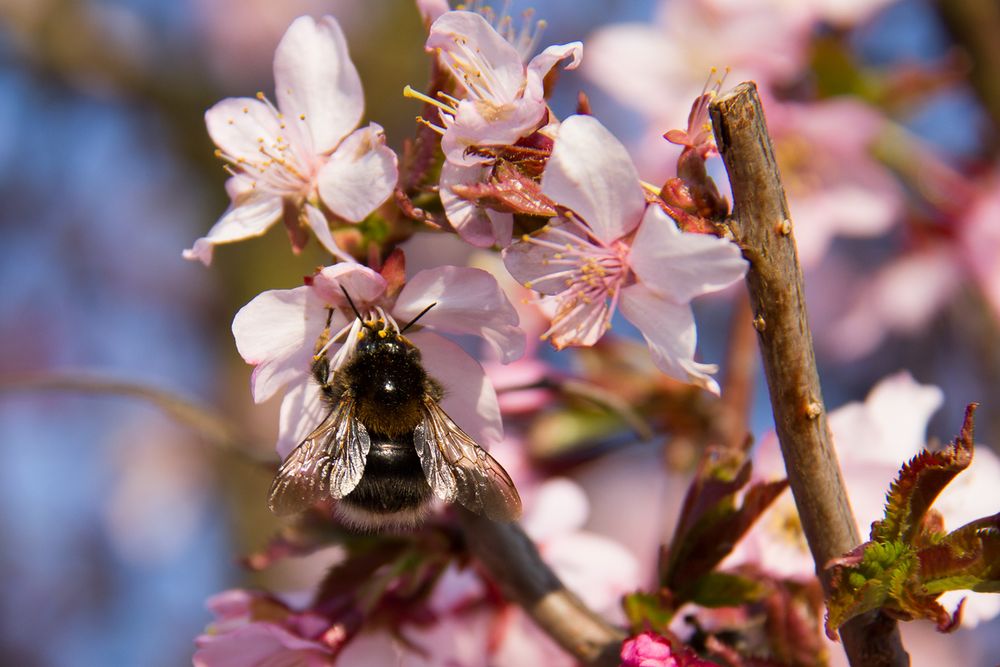 Hummel