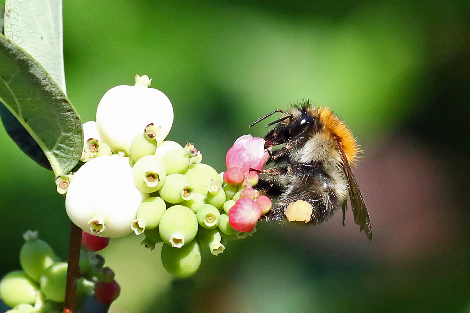 Hummel