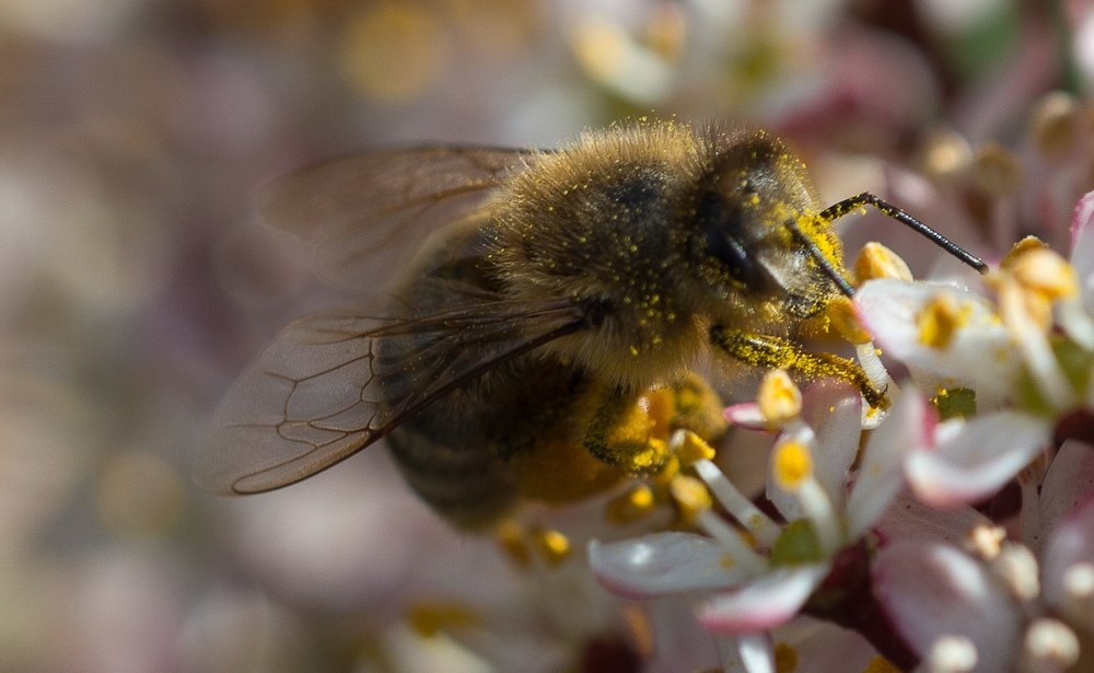 Hummel