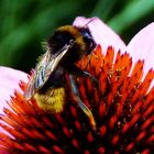 hummel echinacea