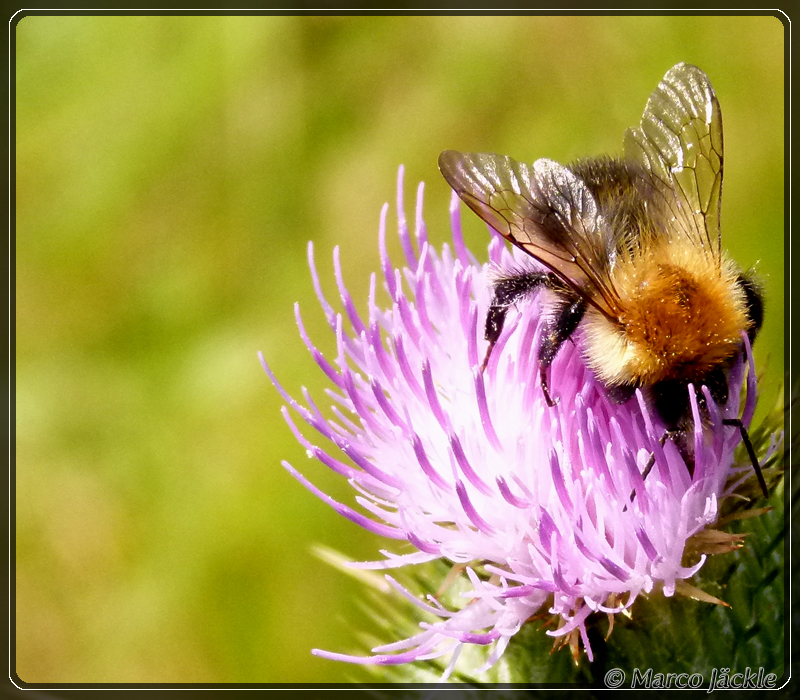 Hummel