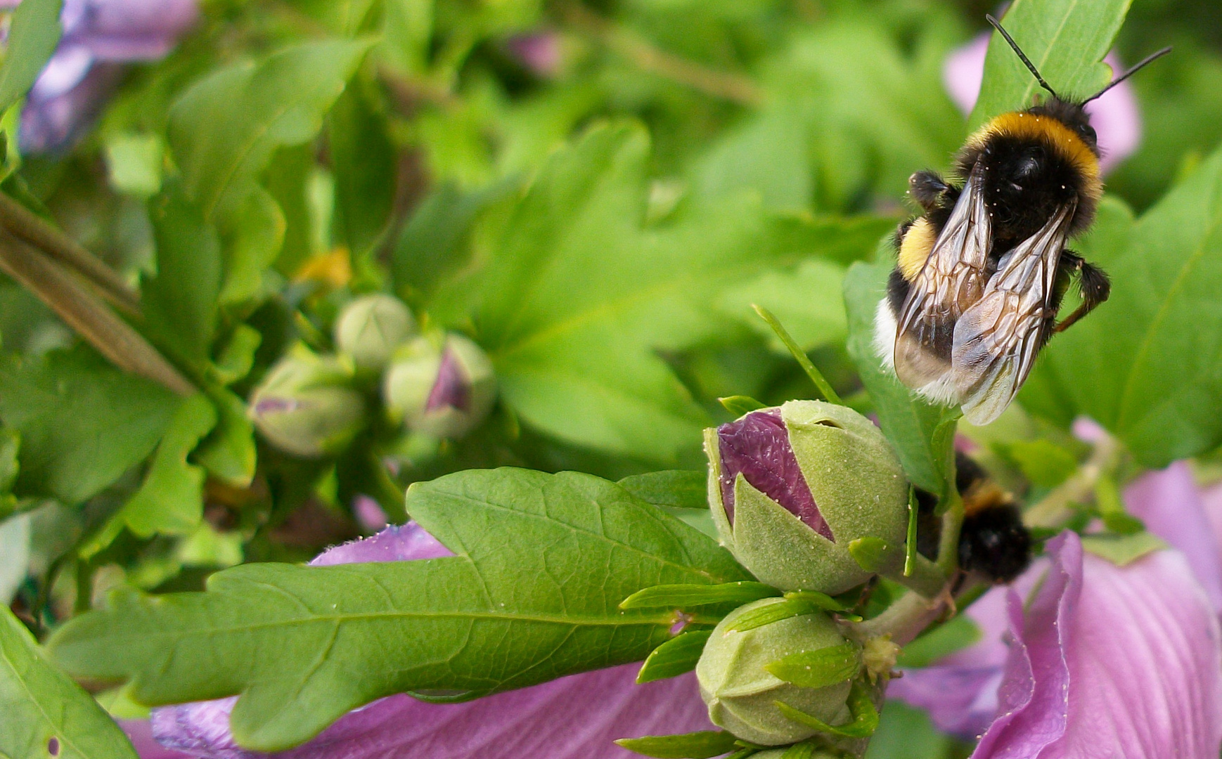 Hummel