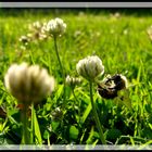 Hummel