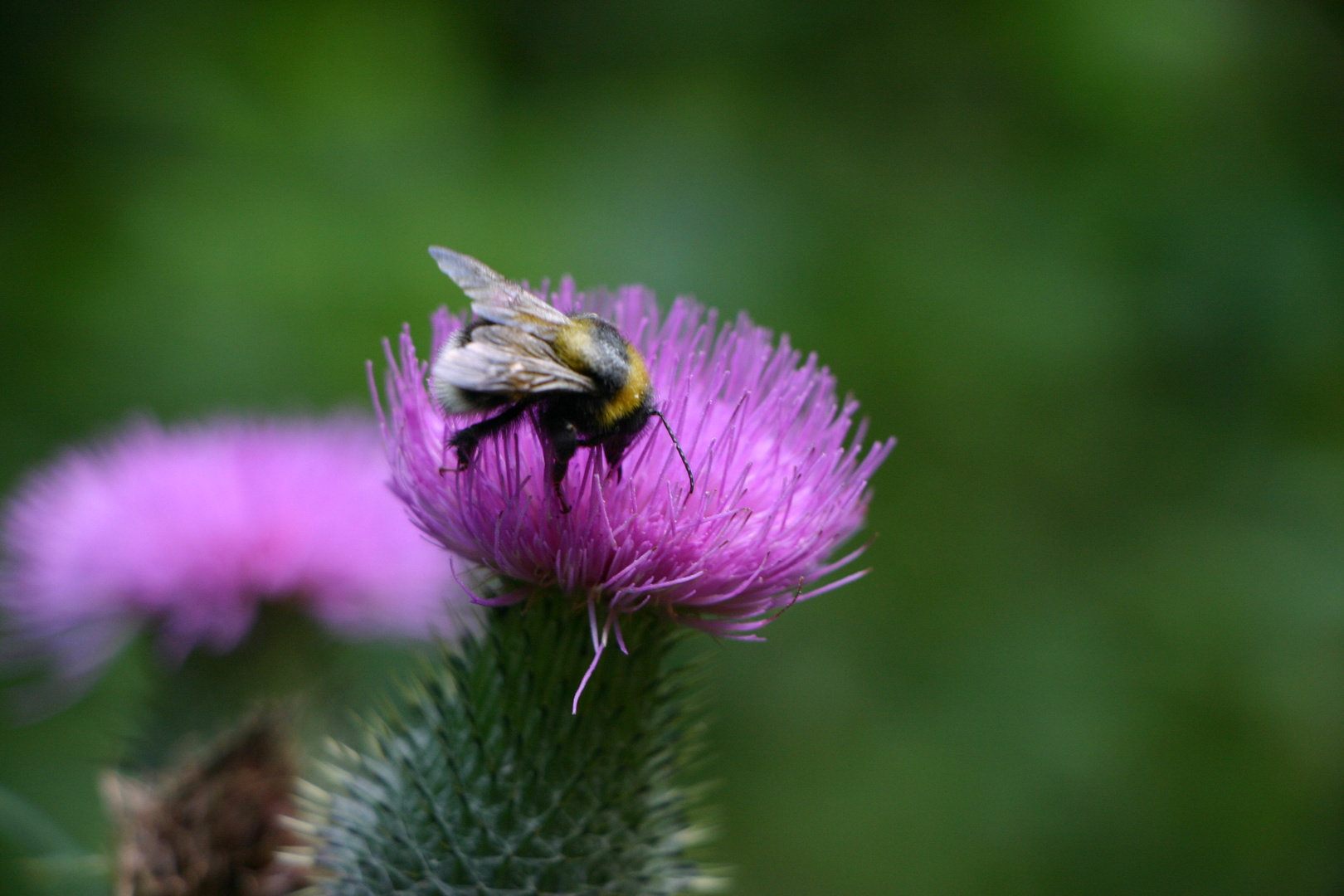 Hummel