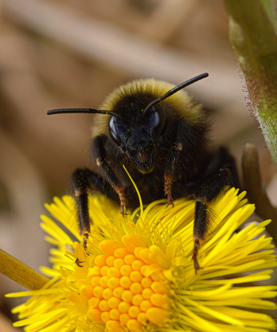 was sind hummel bilder wert
