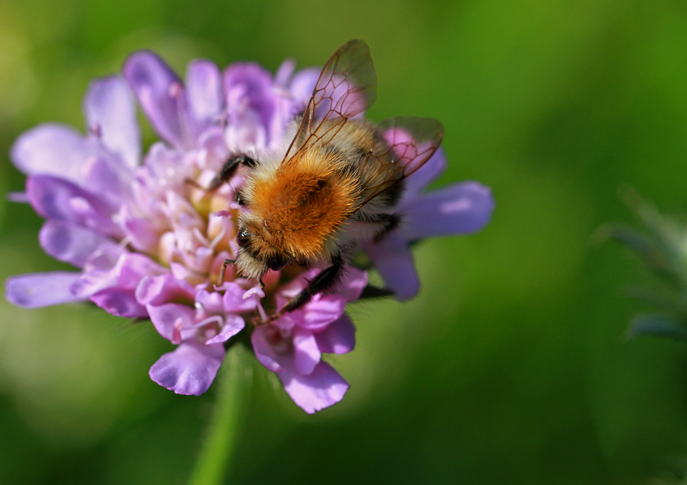 Hummel