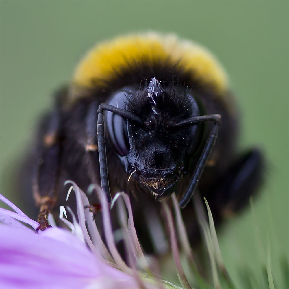 Hummel-Facing