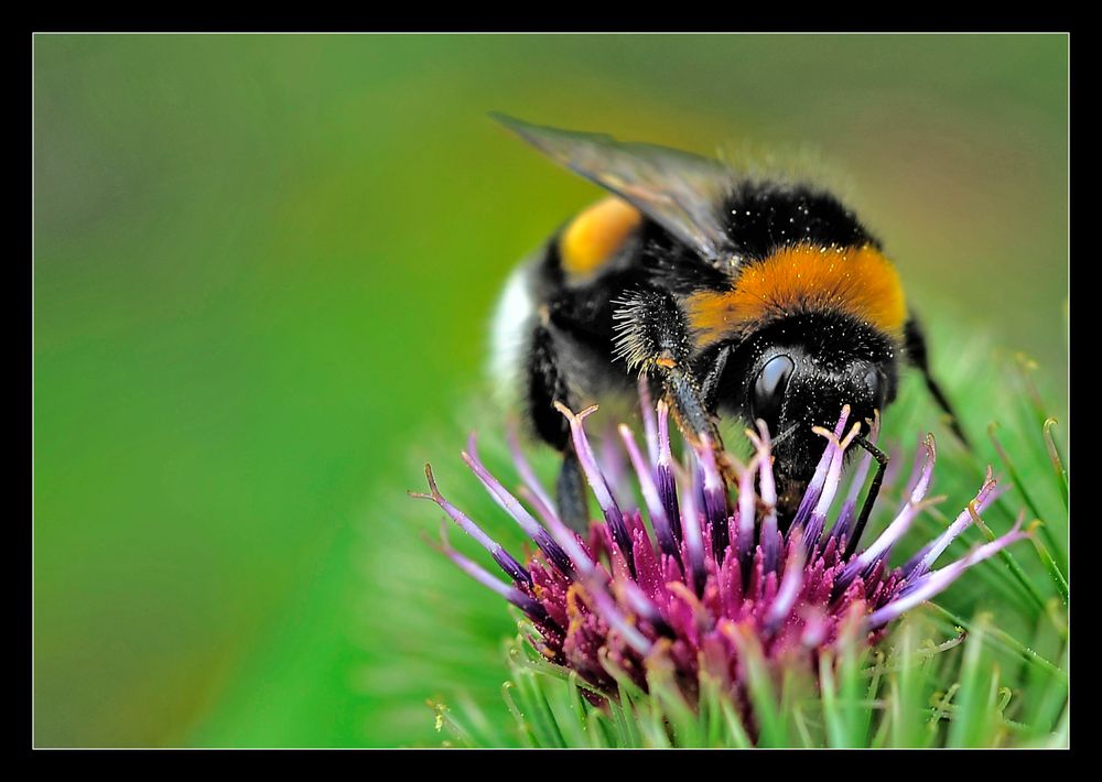 Hummel...