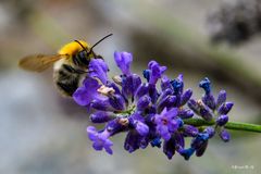 Hummel