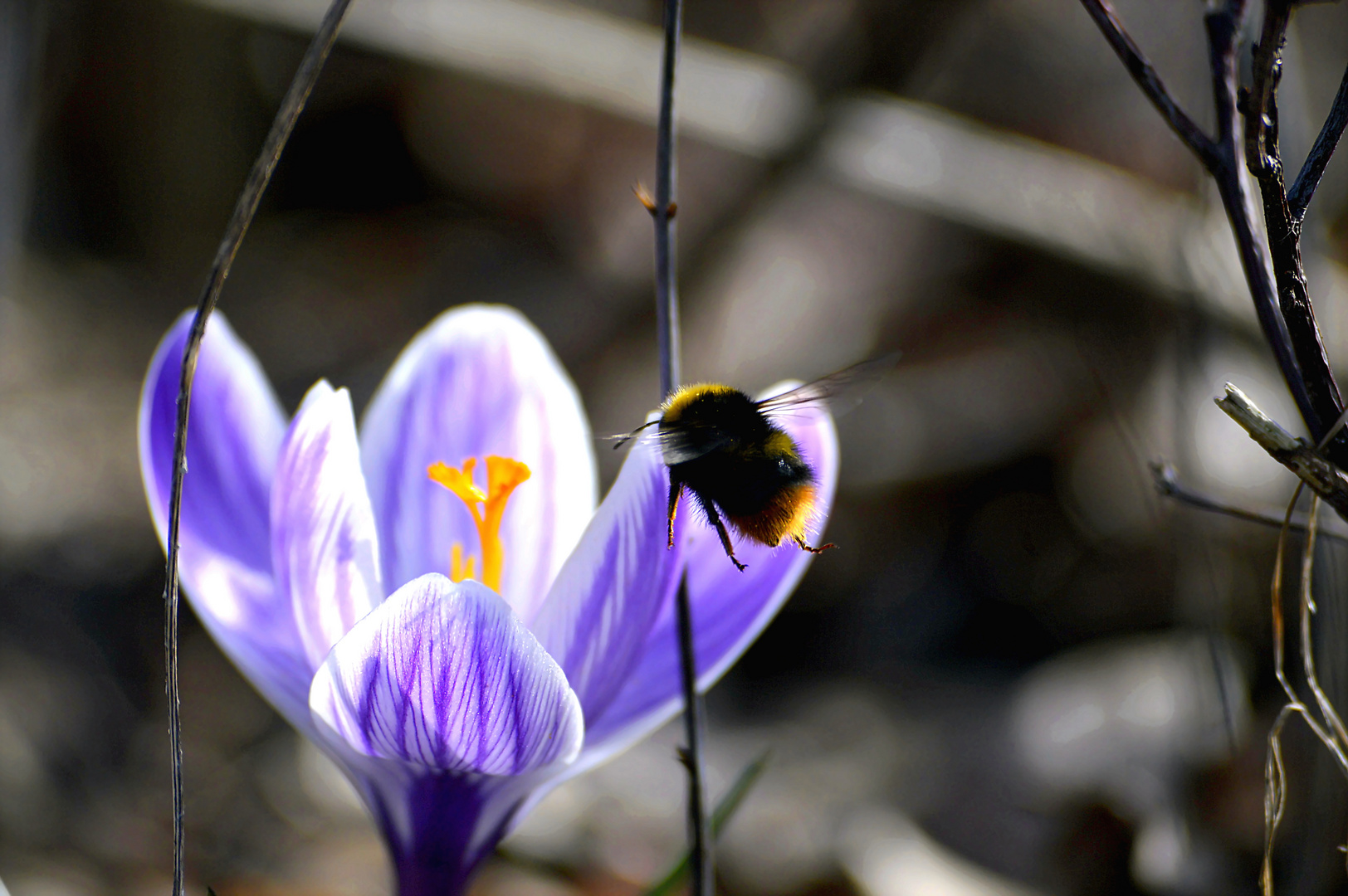 Hummel fleißig beim Nektarsammeln 