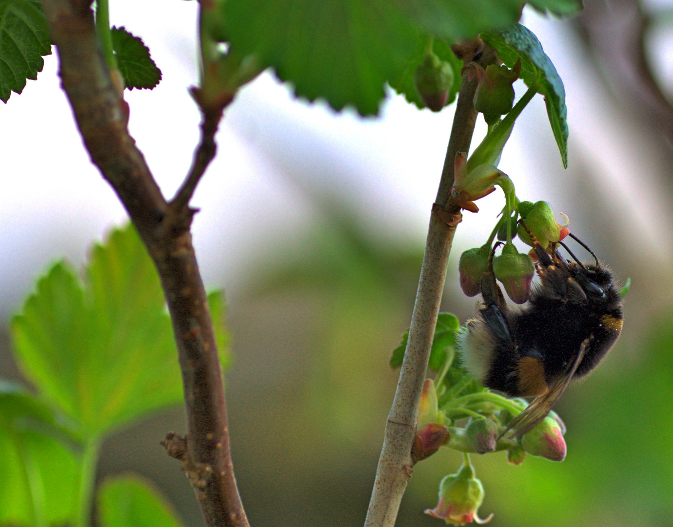 Hummel flieg ...