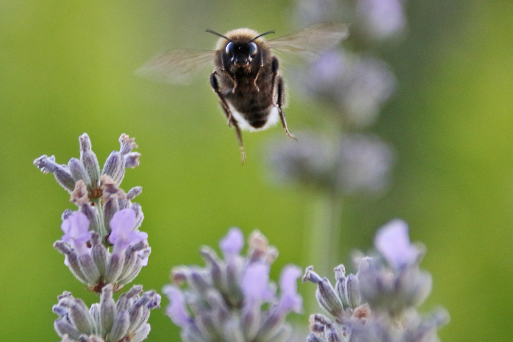 "Hummel-Flieger" in der Frontalen