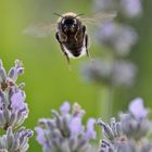 "Hummel-Flieger" in der Frontalen