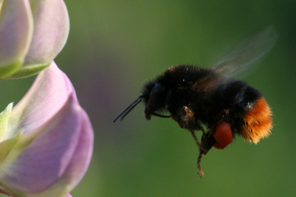 Hummel fliegt Lupine an