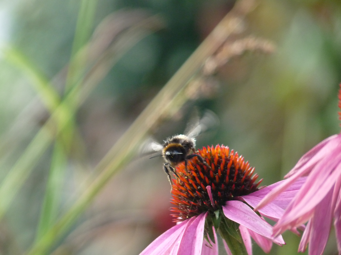 Hummel @ Flower