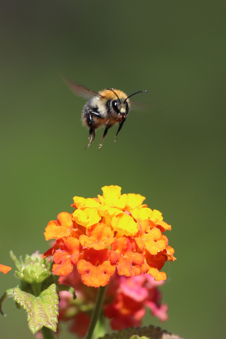 Hummel (-Flug)