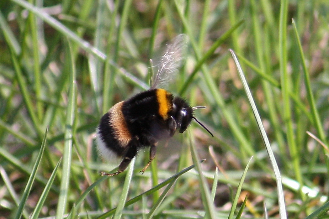 Hummel Flug