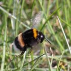 Hummel Flug