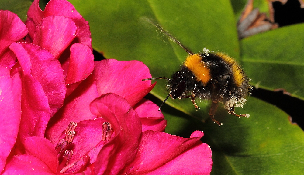 Hummel Flug die Zweite