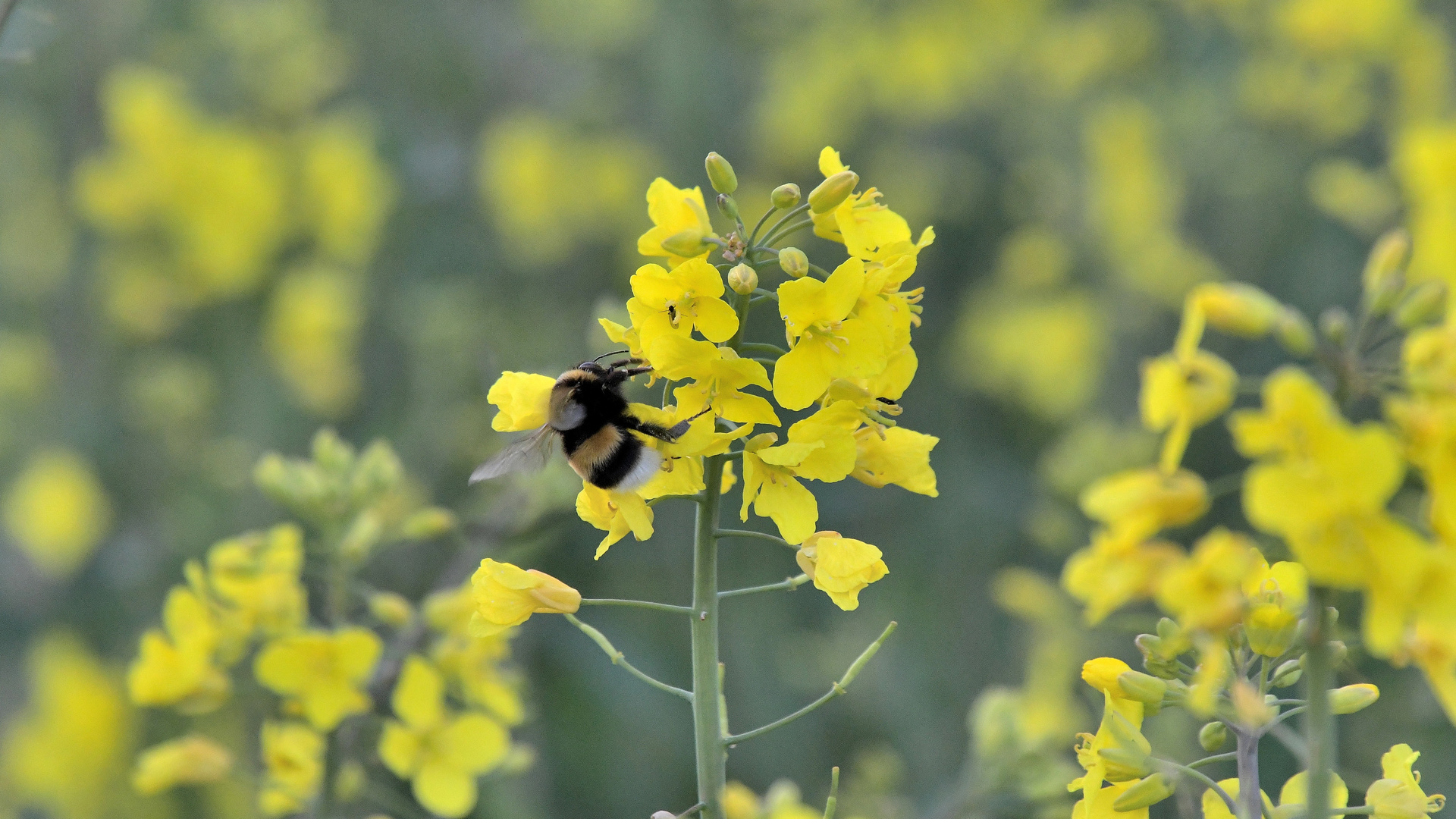 Hummel - Flug im Frühling