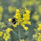 Hummel - Flug im Frühling