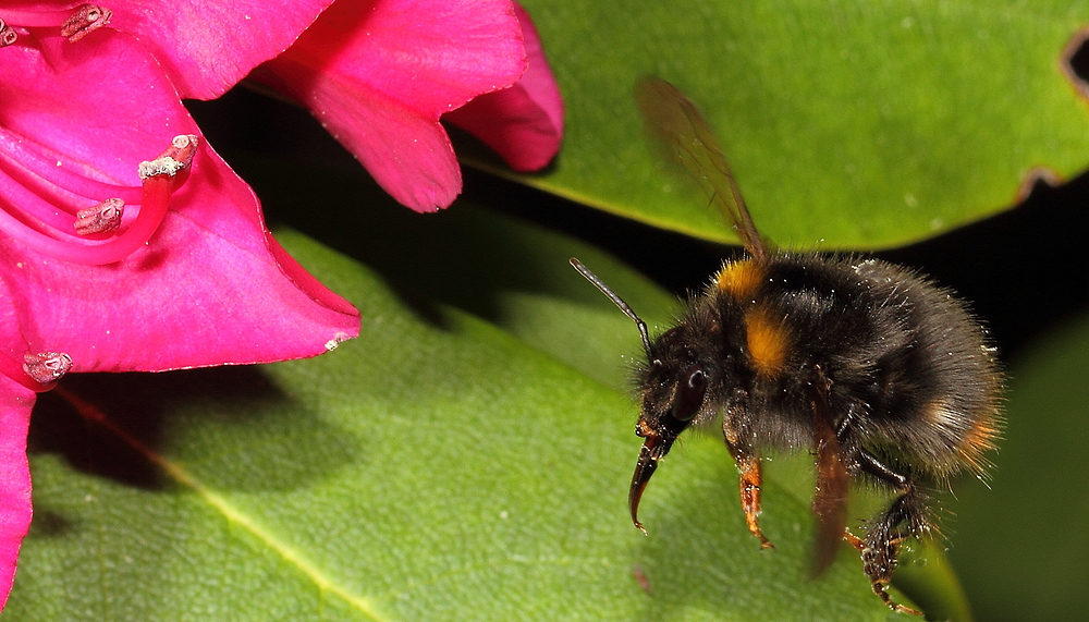 Hummel Flug (+ Tier Info) - dann noch die Frage welche Hummelart dies ist?