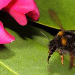 Hummel Flug (+ Tier Info) - dann noch die Frage welche Hummelart dies ist?