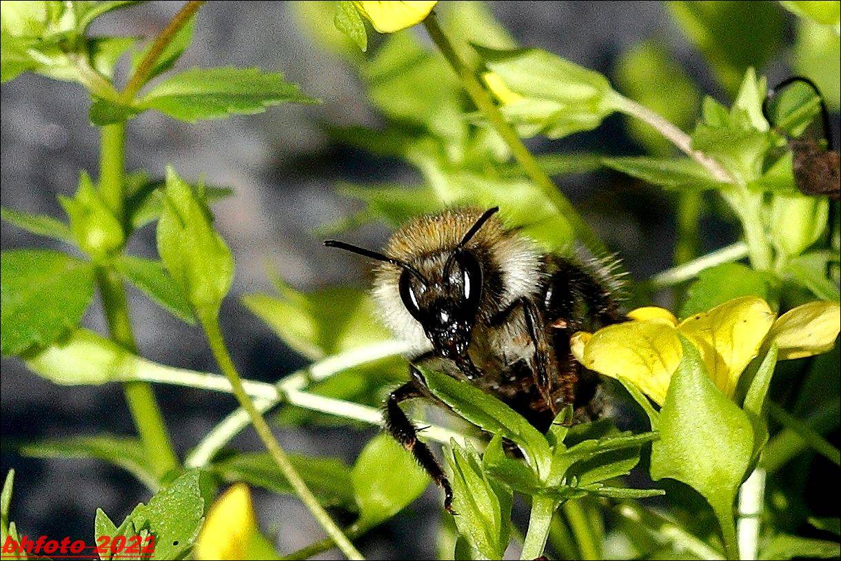 Hummel Friedhof Cannstatt