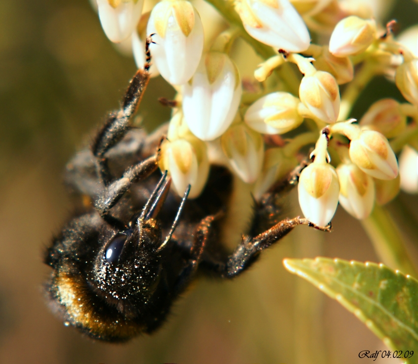 Hummel frontal