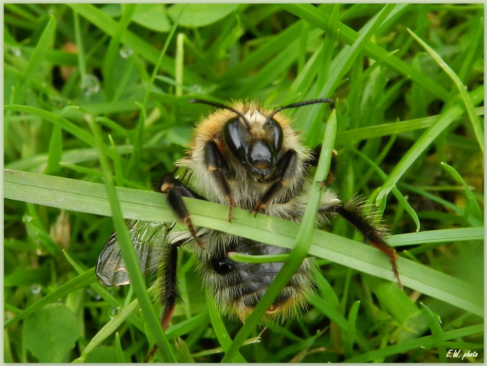 Hummel-Frühsport