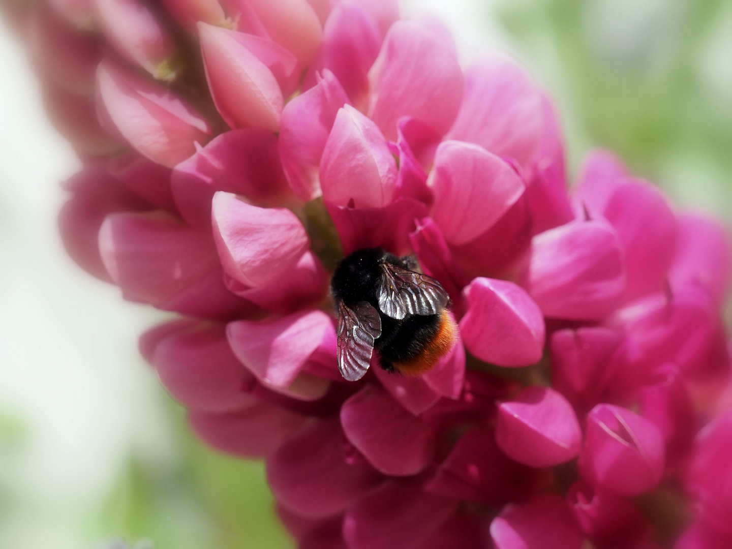 Hummel-Frühstück