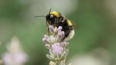 Hummel - Frühstück im Lavendel...