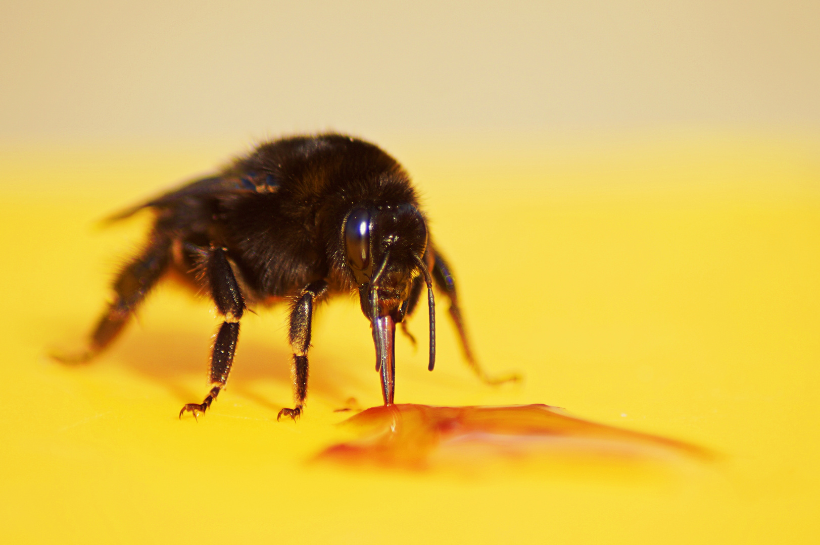 Hummel füttern