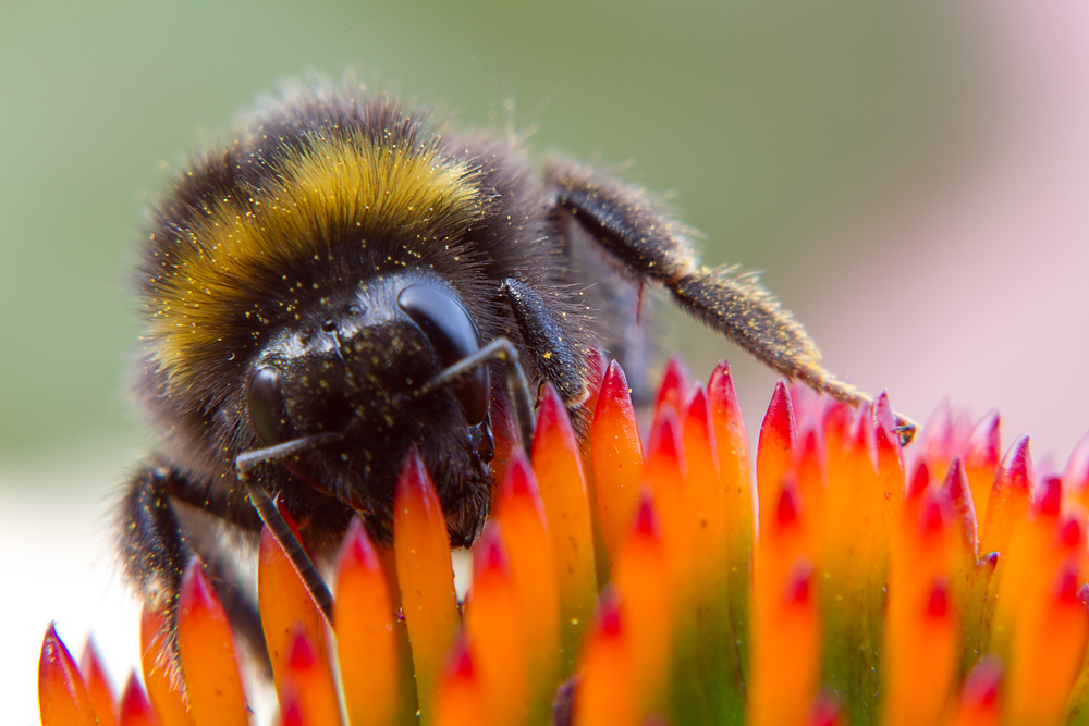 Hummel ganz groß