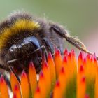 Hummel ganz groß