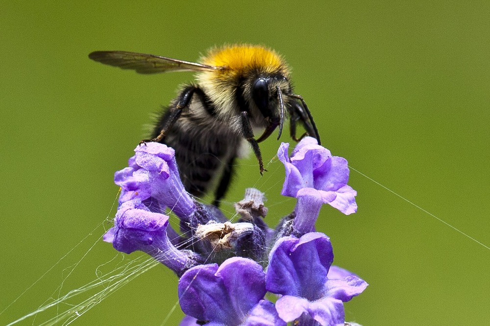 Hummel ganz nah