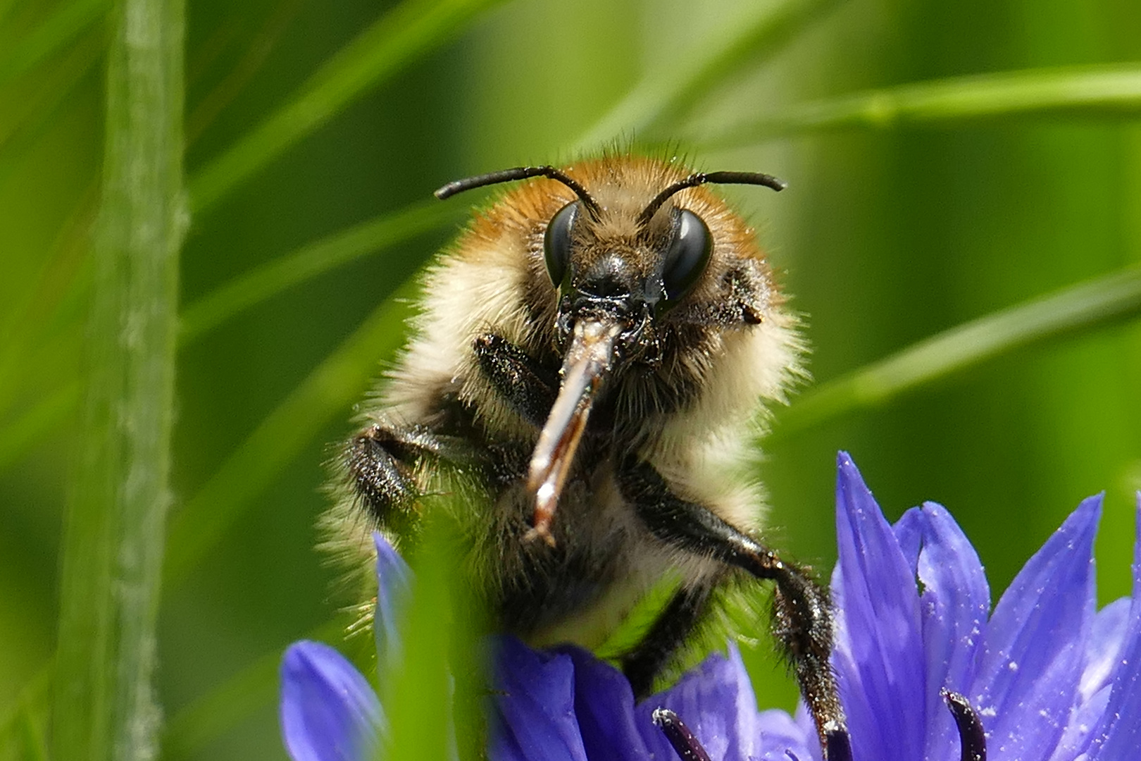 Hummel ganz  nah