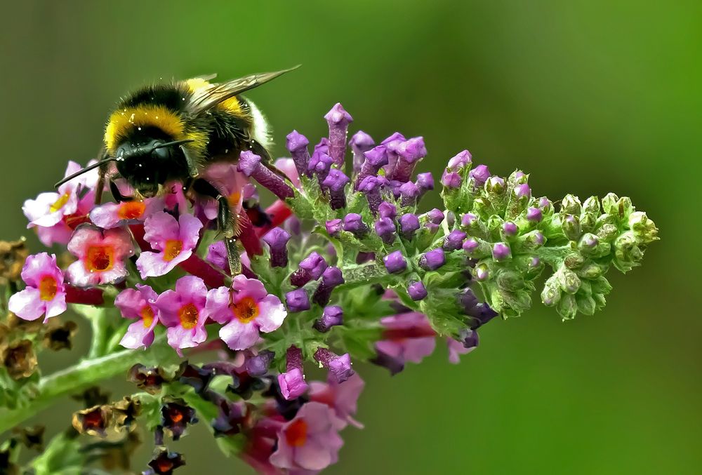 Hummel , Gebrummel