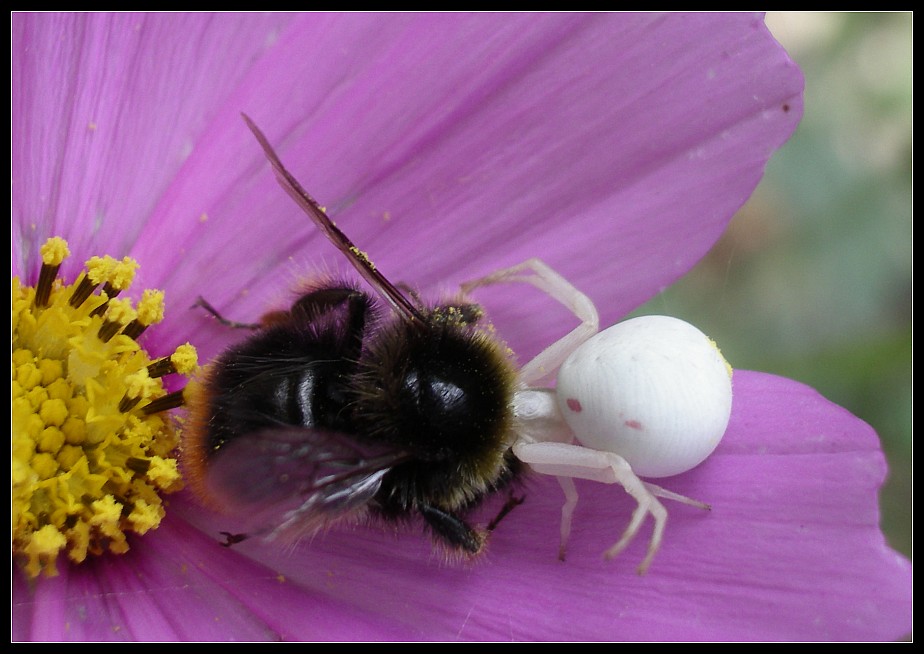 Hummel gegen Spinne ?