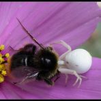 Hummel gegen Spinne ?